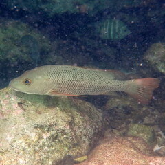 Lutjanus argentimaculatus