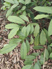 Strophanthus divaricatus