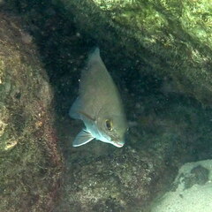 Kyphosus cinerascens