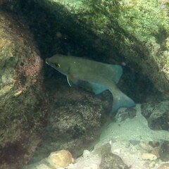 Kyphosus cinerascens