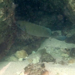 Kyphosus cinerascens