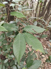 Quercus gilva