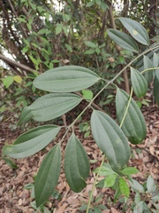 Cinnamomum austrosinense