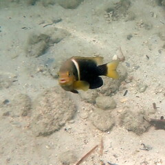 Chrysiptera biocellata