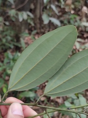 Cinnamomum austrosinense