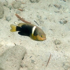 Chrysiptera biocellata