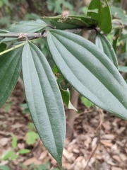 Cinnamomum austrosinense