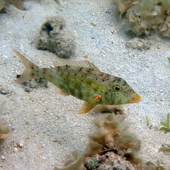 Lethrinus xanthochilus