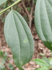 Cinnamomum austrosinense