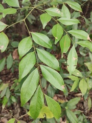 Archidendron lucidum