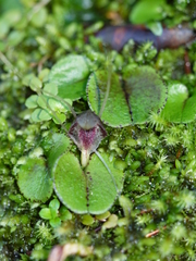 Corybas hatchii