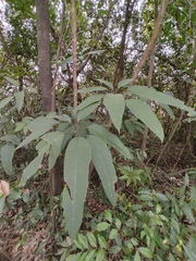 Heptapleurum heptaphyllum