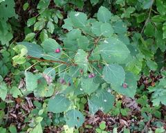 Harmandiola tremulae