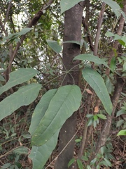 Heptapleurum heptaphyllum