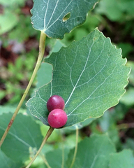 Harmandiola tremulae