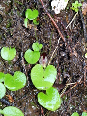 Corybas hatchii