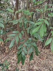 Archidendron lucidum