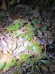 Cacophis harriettae