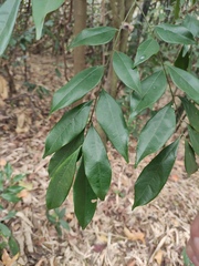 Archidendron lucidum