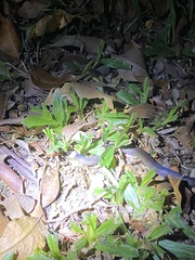 Cacophis harriettae