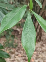 Archidendron lucidum