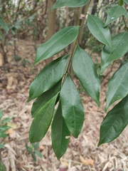 Archidendron lucidum