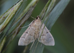 Herpetogramma dorsipunctalis