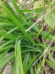 Hemerocallis fulva