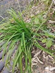 Hemerocallis fulva