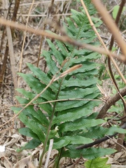 Drynaria roosii