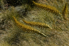 Aciphylla scott-thomsonii
