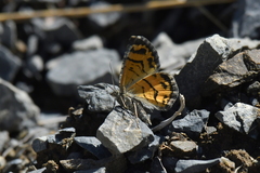 Paranotoreas brephosata