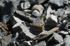 Paranotoreas brephosata