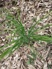 Hemerocallis fulva