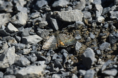 Paranotoreas brephosata