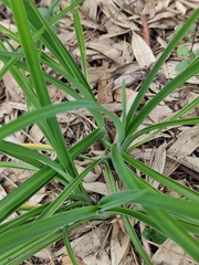 Hemerocallis fulva