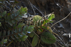 Veronica pinguifolia