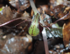 Corybas hypogaeus