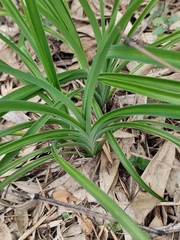 Hemerocallis fulva