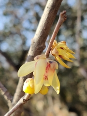 Chimonanthus praecox