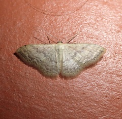 Idaea ptyonopoda