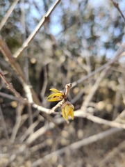 Chimonanthus praecox
