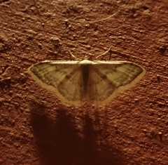 Idaea ptyonopoda