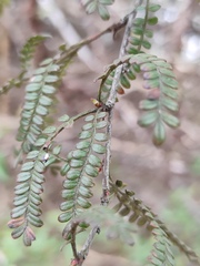 Osteomeles subrotunda