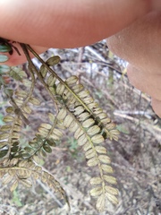 Osteomeles subrotunda