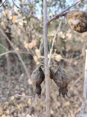 Chimonanthus praecox