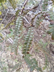 Osteomeles subrotunda