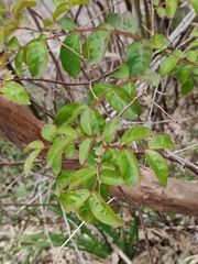 Lagerstroemia indica