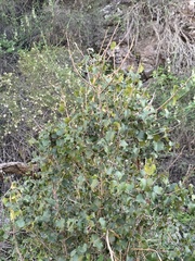 Prunus ilicifolia ilicifolia