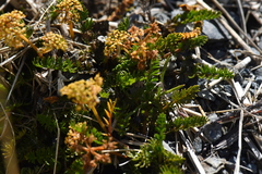 Anisotome aromatica